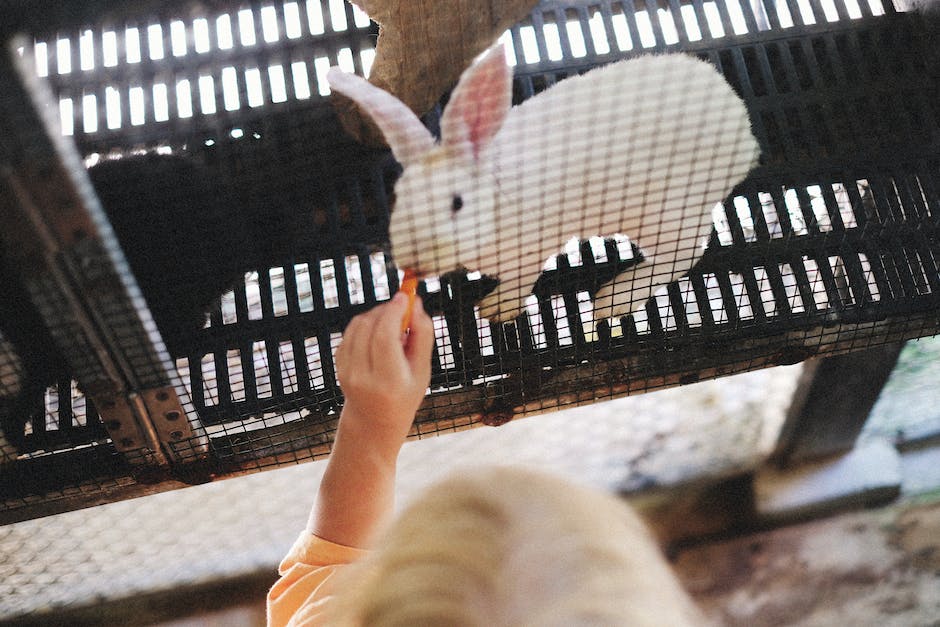 Kaninchen als Haustiere - Lebensdauer