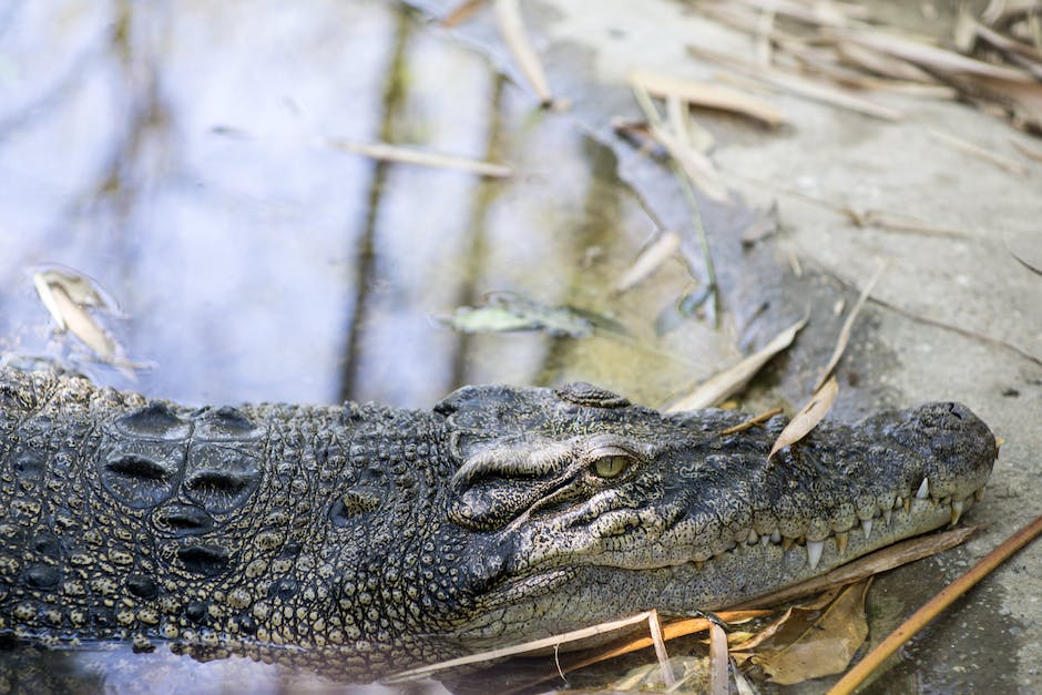 Lebensdauer von Krokodilen