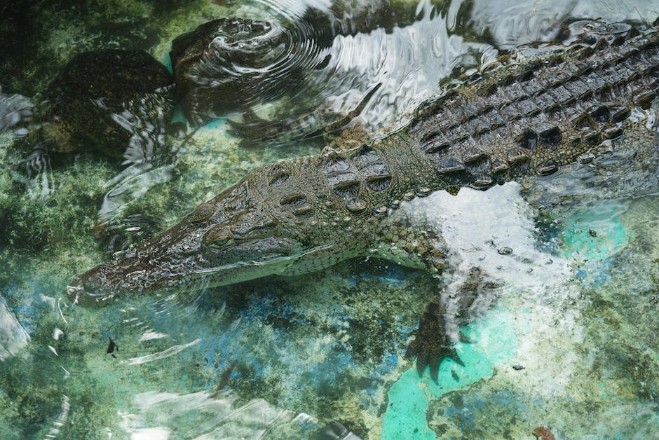 Krokodille Lebensdauer