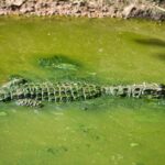 Krokodile Lebenserwartung