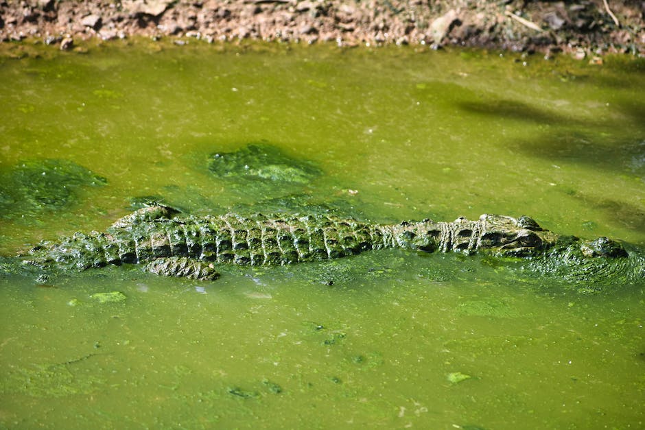 Krokodile Lebenserwartung