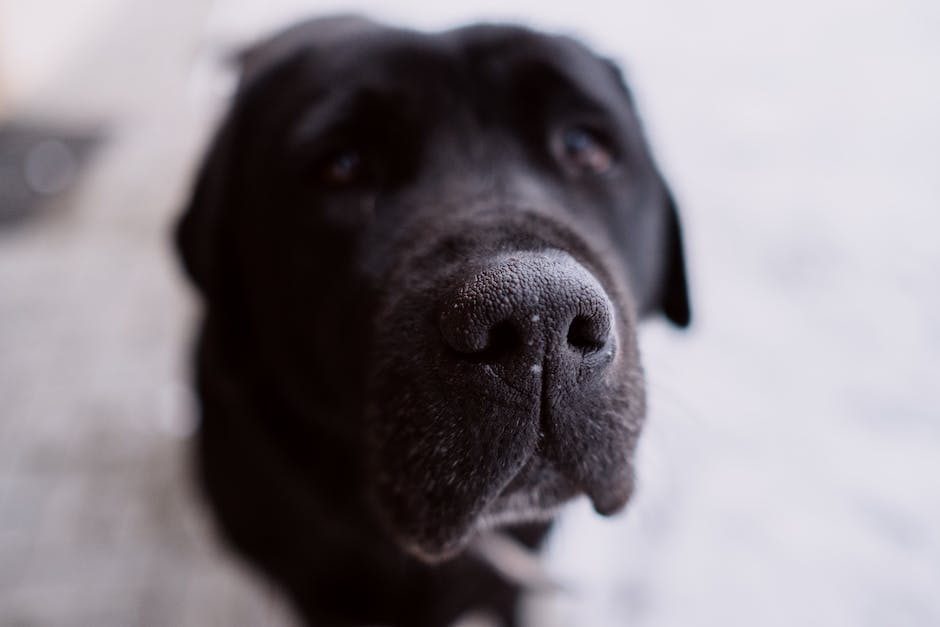 Lebenserwartung von Labradoren