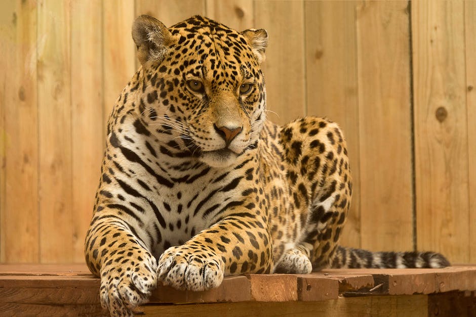 Lebenserwartung Leopardgeckos