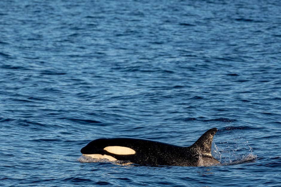 Lange Lebenserwartung von Orcas