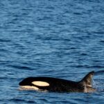 Lebensdauer Orcas