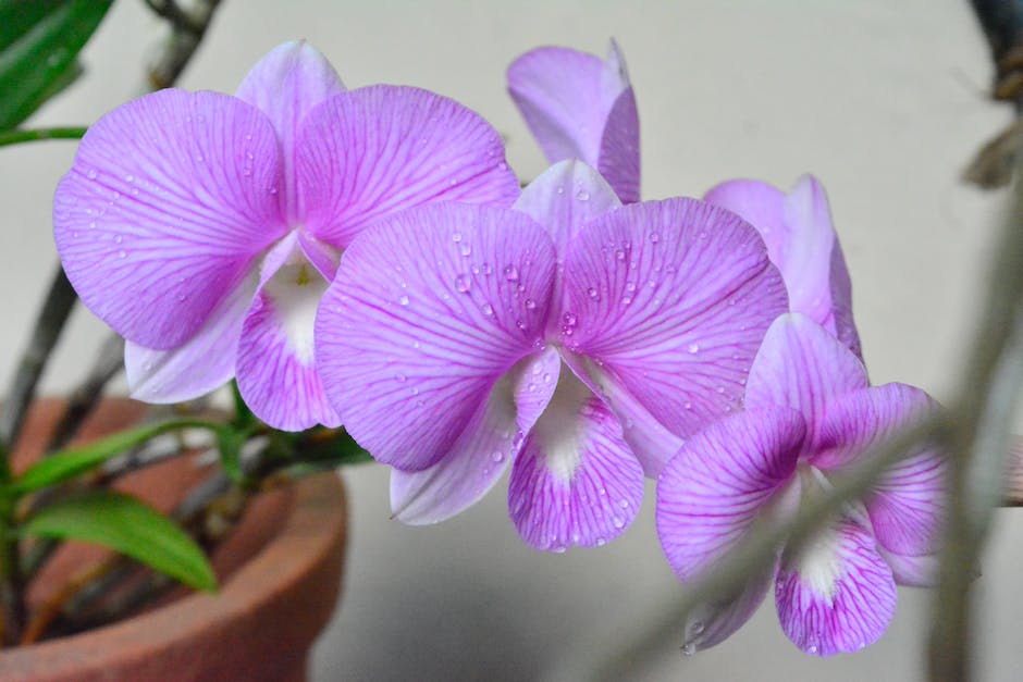 Langlebigkeit von Orchideen