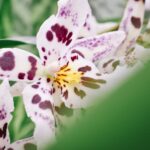 Orchidenhaltbarkeit