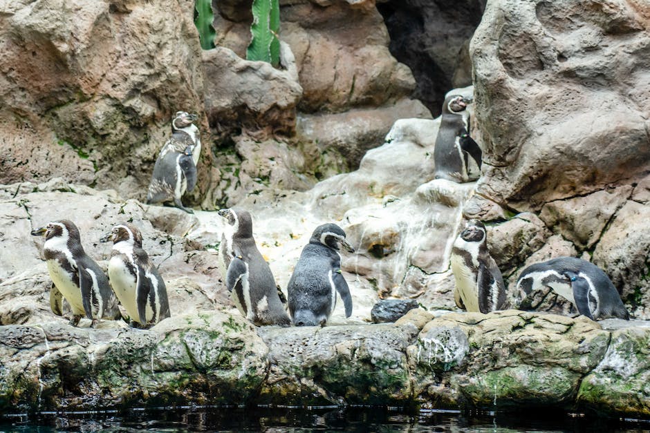 Lebensdauer von Pinguinen