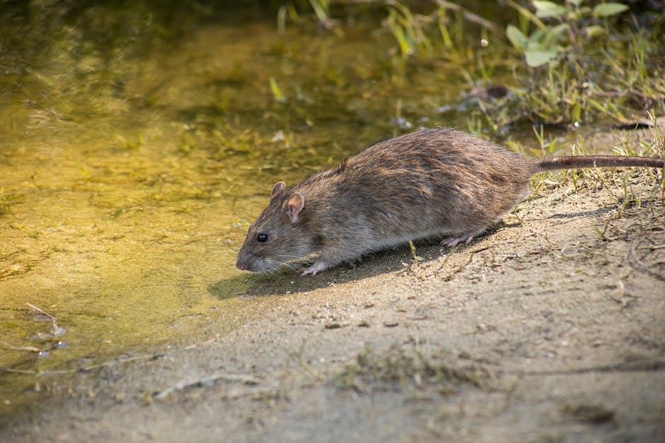 Lebensdauer von Ratten