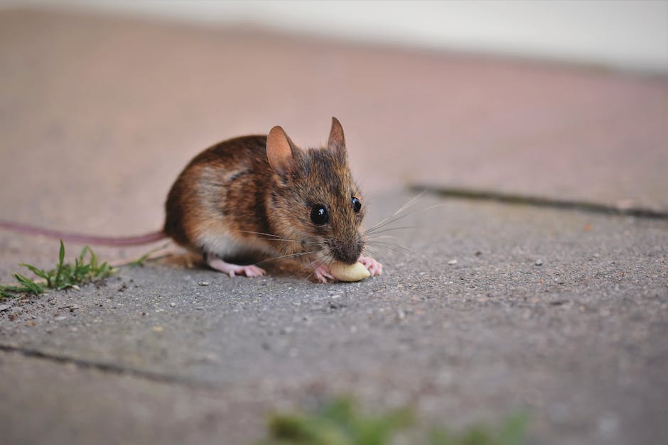  Lebenserwartung von Ratten