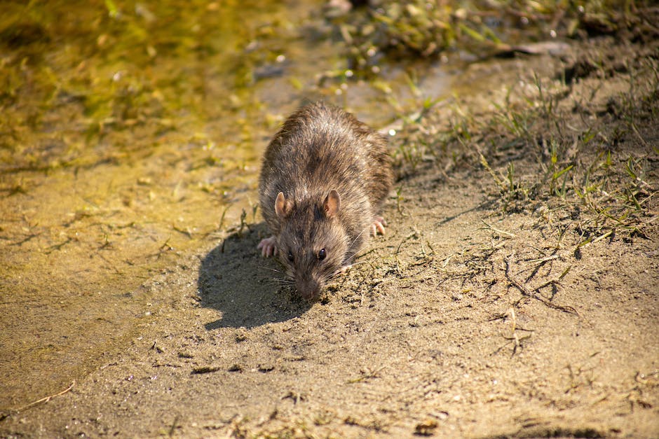 Lebenserwartung von Ratten