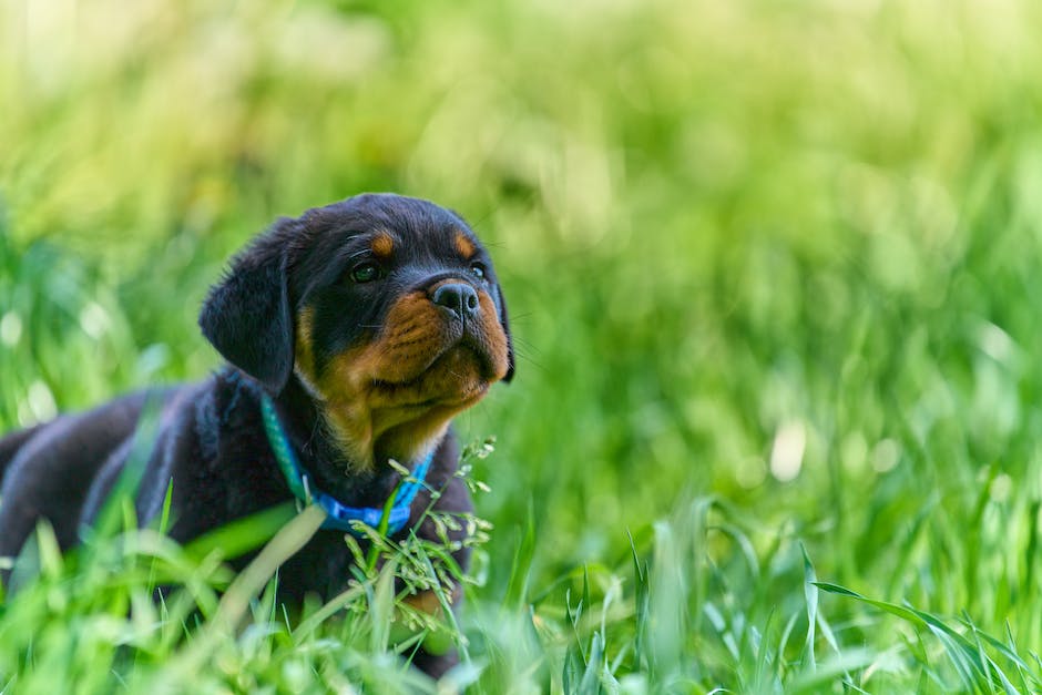 Lebensdauer eines Rottweilers