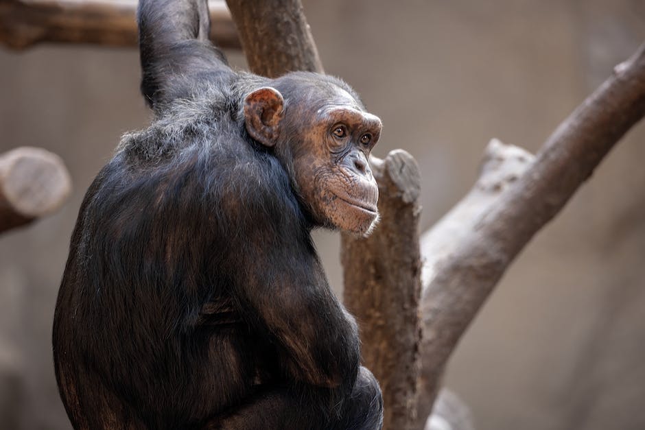 Schimpansen Lebenserwartung