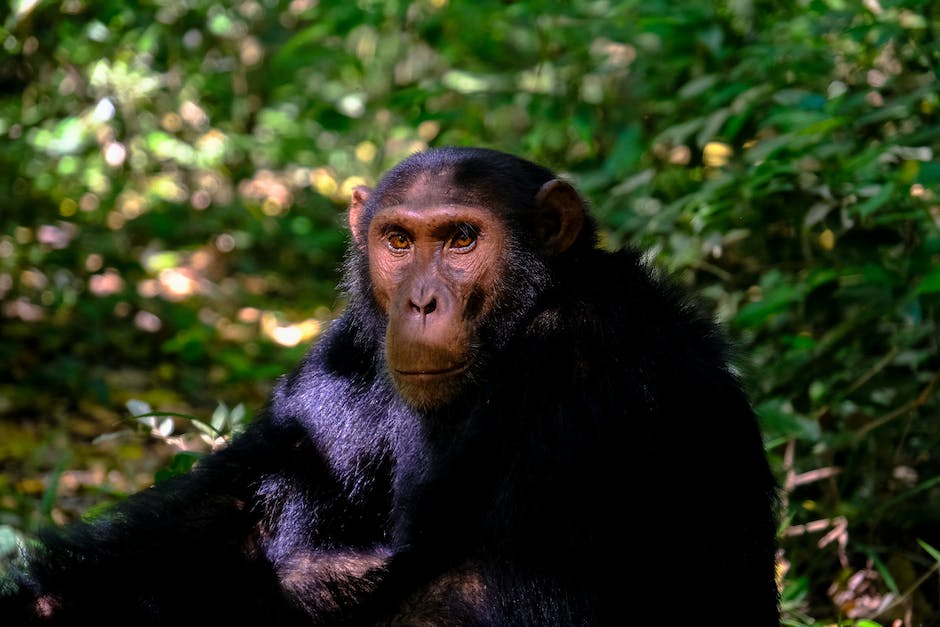 Lebenserwartung von Schimpansen