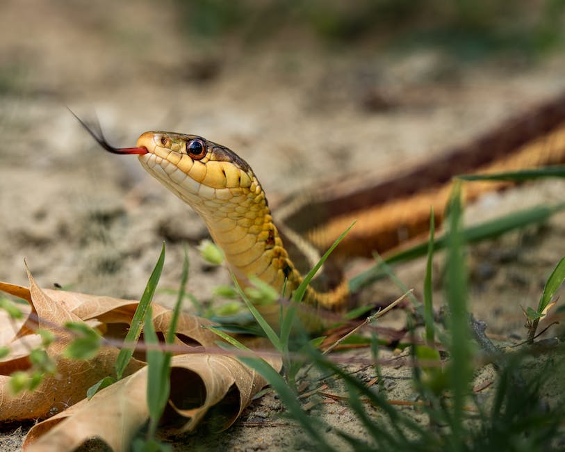Langlebigkeit von Schlangen