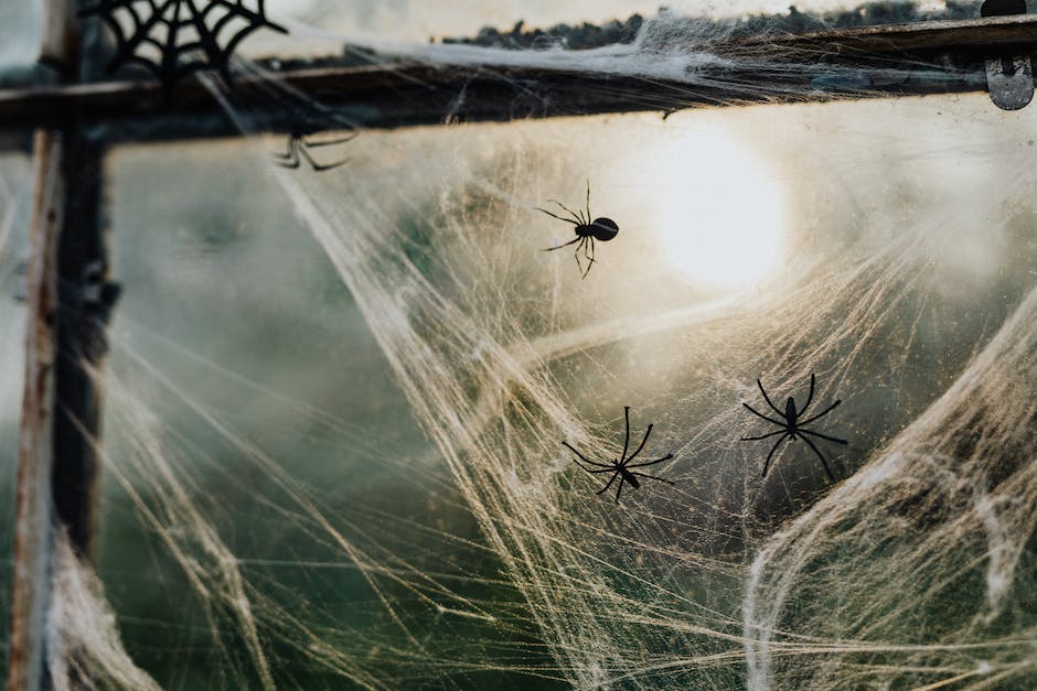 Lebensdauer von Spinnen im Staubsauger