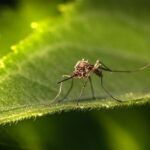 Lebensdauer von Stechmücken ohne Blut