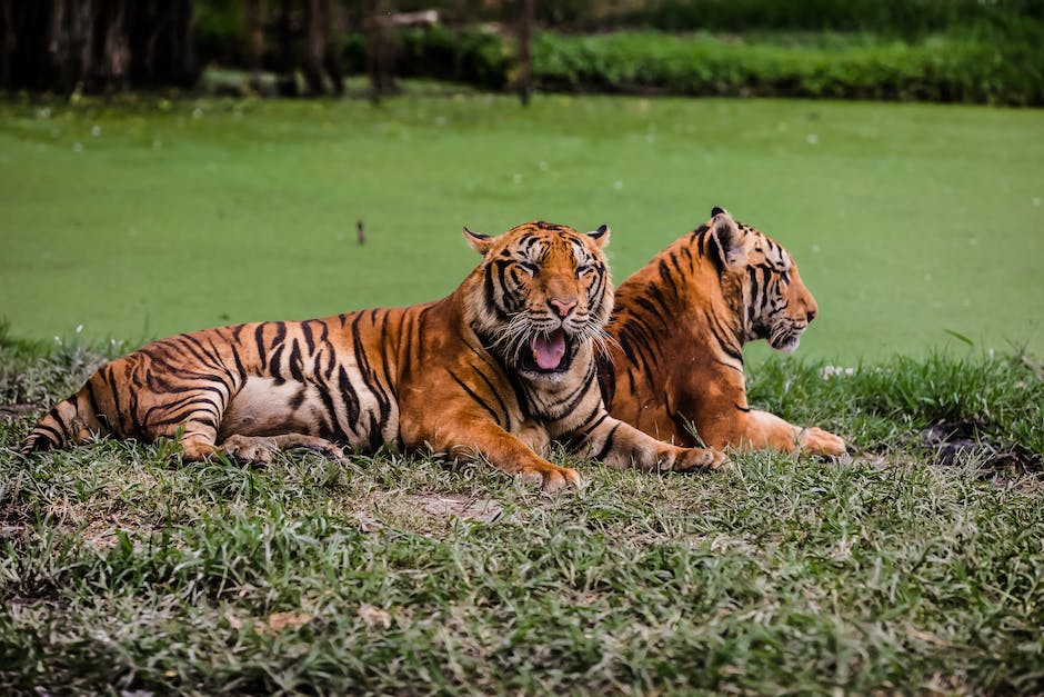 Lebensdauer von Tigern