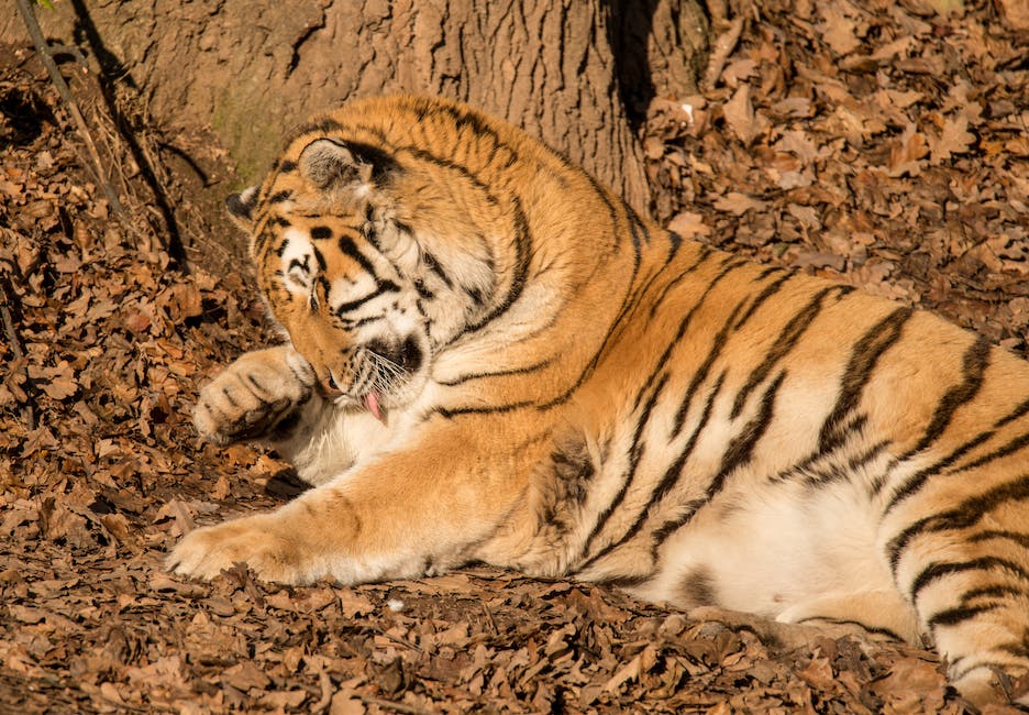 Lebensdauer von Tigern