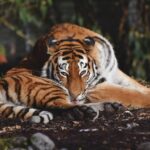Lebenserwartung von Tigers