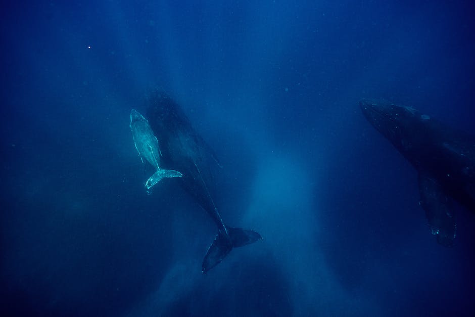  Wale Lebensdauer