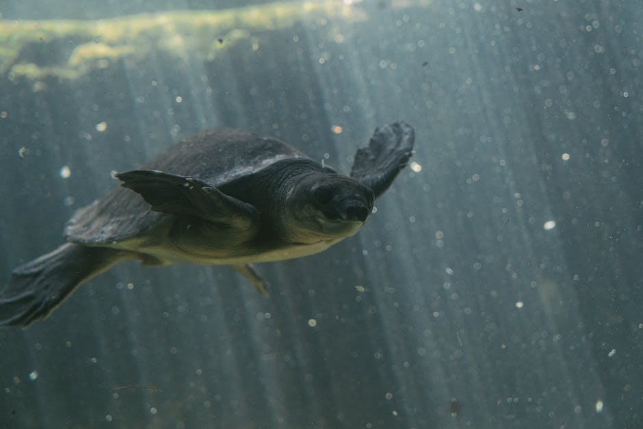 Lebensdauer von Wasserschildkröten