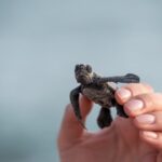 Wie lange leben Waserschildkröten?