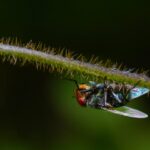Lebensdauer von Wespen im Herbst